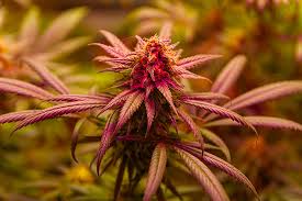 Cannabis Seeds Alabama A Comprehensive Guide